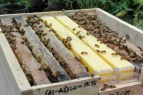 老式蜂箱转新式蜂箱怎么过箱，要选择好过箱时间