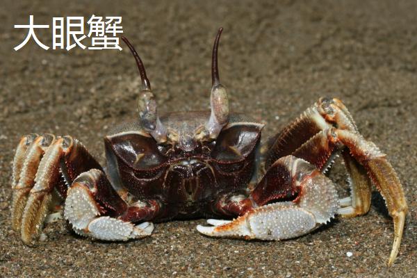 沙蟹品种，包括三点蟹、大眼蟹、招潮蟹等种类