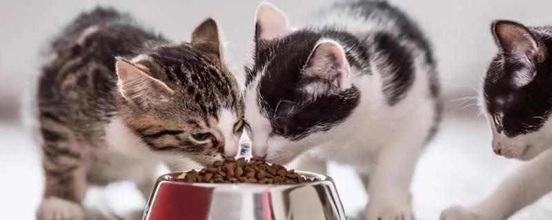 如何判断猫对猫粮过敏，可喂食少许的猫粮测试