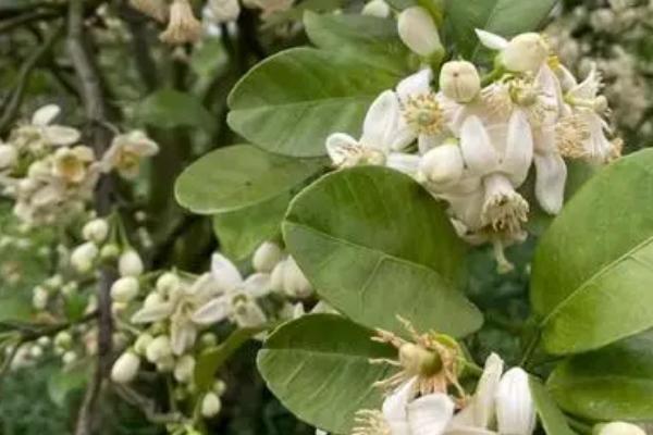 柚子花期雨后怎么管理，需及时开沟排出果园内的积水