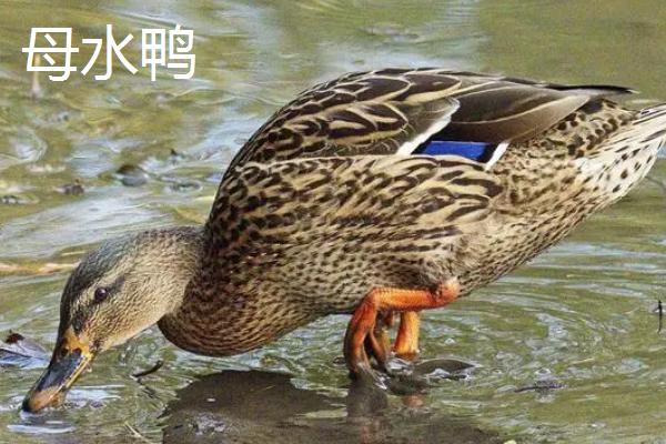 母水鸭和公水鸭有什么区别，前者指放养的麻鸭、后者指圈养的麻鸭