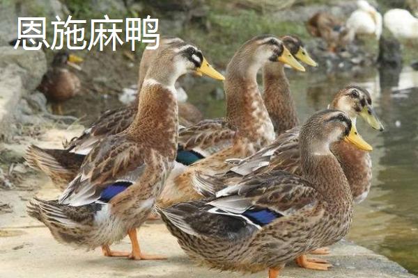 母水鸭和公水鸭有什么区别，前者指放养的麻鸭、后者指圈养的麻鸭