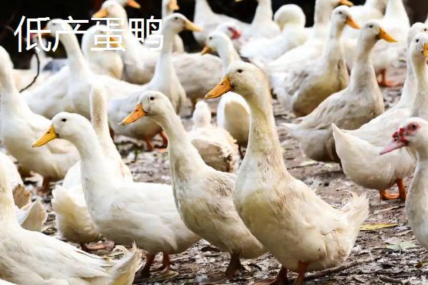 高产蛋鸭和低产蛋鸭的区别，高产蛋鸭的趾骨间距宽、低产蛋鸭的趾骨间距窄