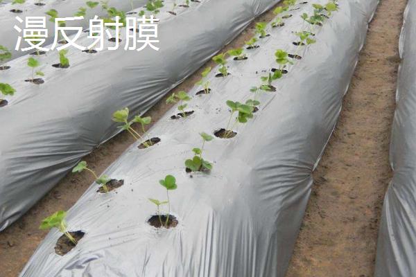 黑白膜的价格，一平方米需要2-3元左右