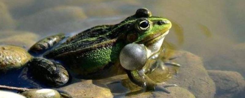 雄蛙和雌蛙的声音洪亮度对比，雄蛙具有鸣囊、其声音更加洪亮