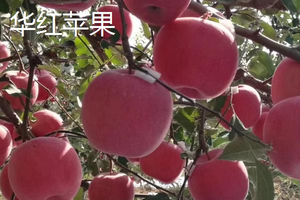华红苹果几月份成熟，辽西地区在9月下旬到10月上旬成熟