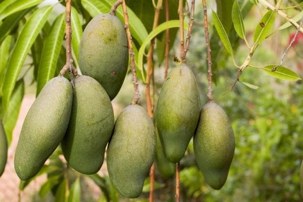 芒果的成熟时间，会受到种植地区的影响