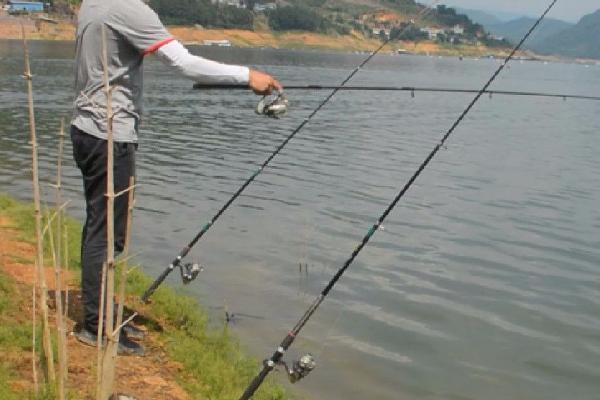 水库钓鲴鱼的技巧，首选回水湾和野果树下作为钓点