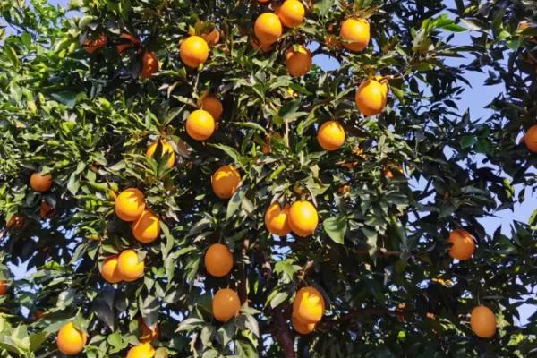 脐橙怎么管理，夏梢要及时抹除、避免过量消耗养分