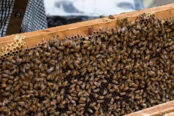 蜂群失王如何介入新王，可对蜂王和蜂群喷洒蜂蜜水、再直接将蜂王放在巢门口