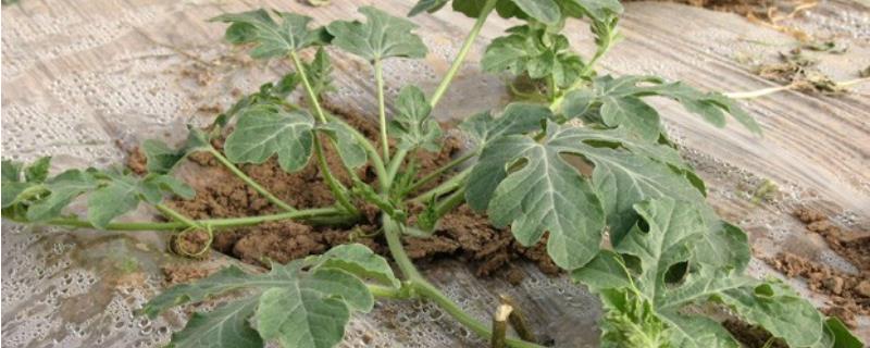 西瓜为什么不长新根以及如何解决，可能是施肥过多、土壤粘重等原因所导致