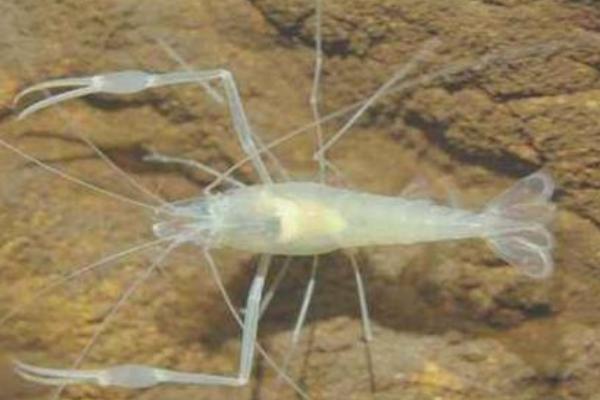 白色盲虾是什么虾，是生活在海底深处火山口的虾种