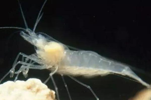 白色盲虾是什么虾，是生活在海底深处火山口的虾种