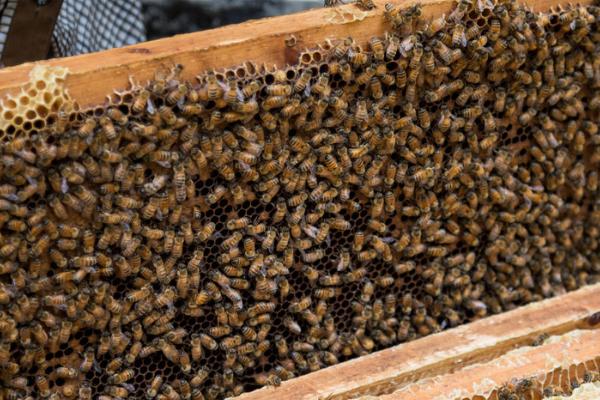 意蜂几脾秋繁具有较好的效果，通常以2脾蜂开始秋繁为宜