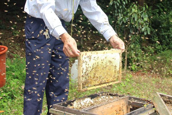 意蜂几脾秋繁具有较好的效果，通常以2脾蜂开始秋繁为宜