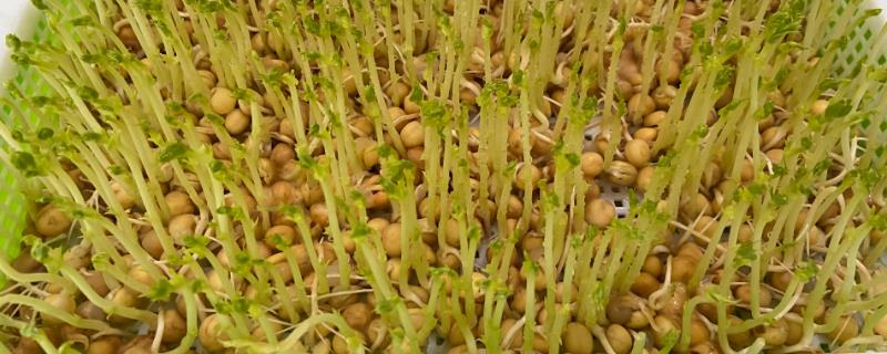 豆芽怎么种植，种植时用湿抹布将豆芽包裹，期间保持湿润