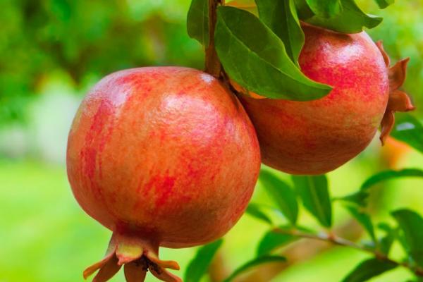 中秋节有哪10种传统食物，包括月饼、桂花糕、田螺、芋头等种类