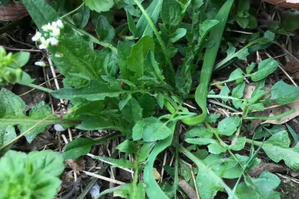 中秋节有哪10种传统食物，包括月饼、桂花糕、田螺、芋头等种类