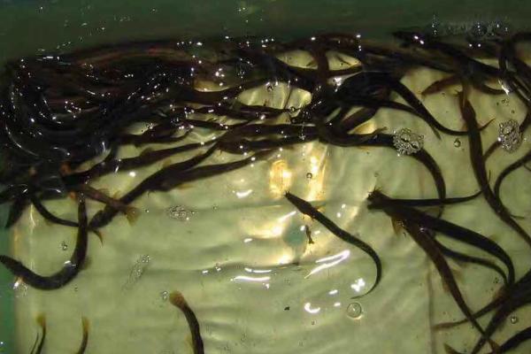 泥鳅苗种的放养与管理方法，投放时要紧贴水面、缓慢轻放
