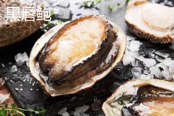 澳洲绿唇鲍的产地，主产于澳大利亚南部海区