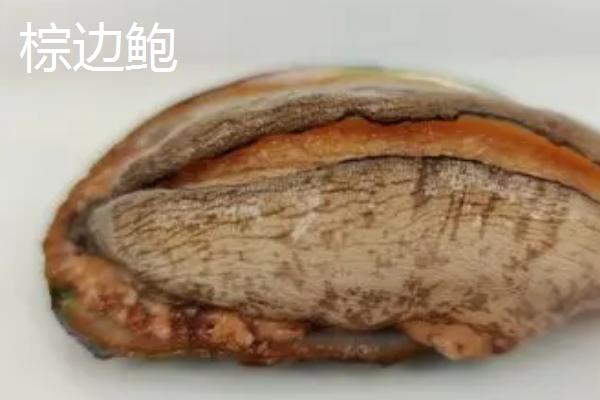 澳洲绿唇鲍的产地，主产于澳大利亚南部海区