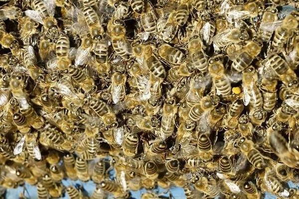 几月份买蜜蜂群合适，最佳购买是早春