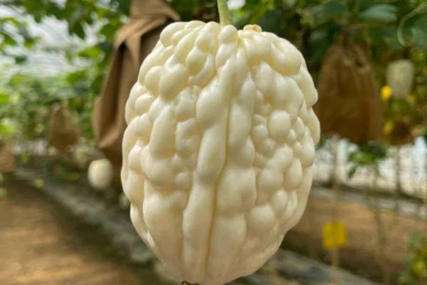 白玉苦瓜是什么植物，是一种杂交苦瓜