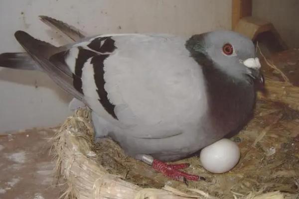 让鸽子重新暖蛋的方法，不要换窝或先放上假蛋