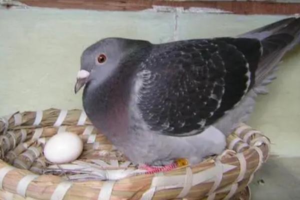 让鸽子重新暖蛋的方法，不要换窝或先放上假蛋