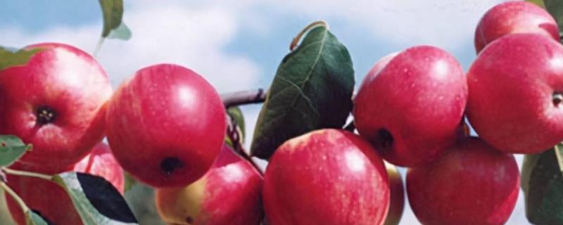 华红苹果几月份成熟，辽西地区在9月下旬到10月上旬成熟