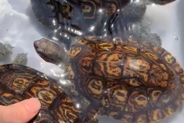 油彩木纹龟怎么养，25-30℃较为合适