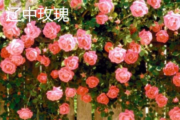 辽宁省沈阳市的特产，辽中种植玫瑰历史悠久