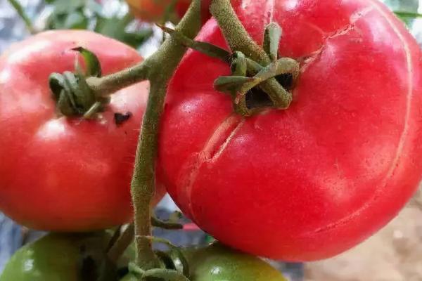 西红柿为什么会开裂，过量使用氮肥会导致果实由于生长过快而开裂