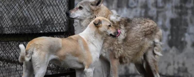 狗和狼能否繁殖，可以繁殖但后代可能出现遗传病