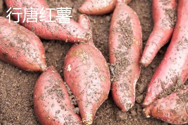 河北行唐县的特产，行唐红枣种植历史悠久
