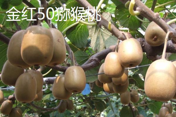 广西适合种植哪种猕猴桃，可种植红阳猕猴桃、美味猕猴桃等品种