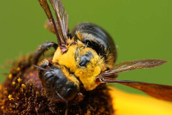 黑蜂简介，是西方蜜蜂中体型较大的亚种
