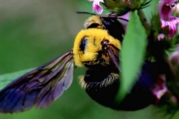 黑蜂简介，是西方蜜蜂中体型较大的亚种
