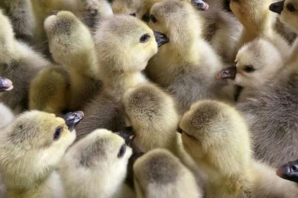 早春养鹅要注意什么，需挑选活泼、健康、灵敏的雏鹅作为养殖对象