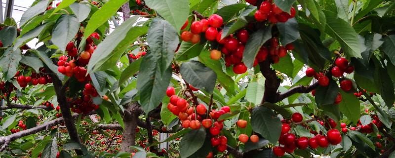 种植樱桃的效益，每亩可获利4-5万元左右
