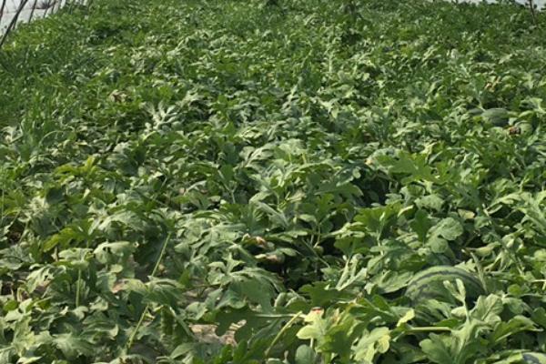 西瓜为什么不长新根以及如何解决，可能是施肥过多、土壤粘重等原因所导致