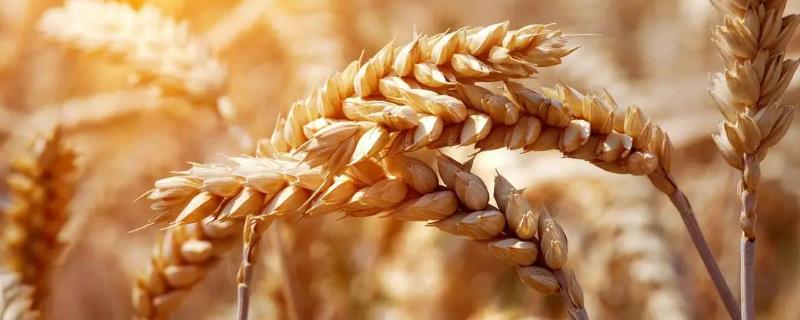 小麦白穗的原因及防治方法，通常是全蚀病、根腐病等造成的