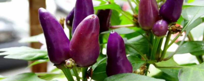 紫云辣椒的产地，贵州、广西、福建等地都有种植