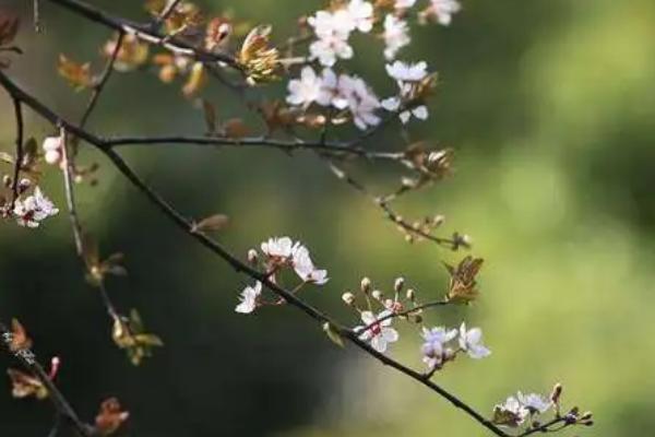 惊蛰时节的天气有什么特点，常出现打雷、升温等天气