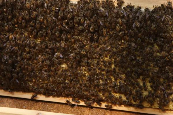 蜂群没有蜂王怎么办，可从其他蜂群引入一只新蜂王