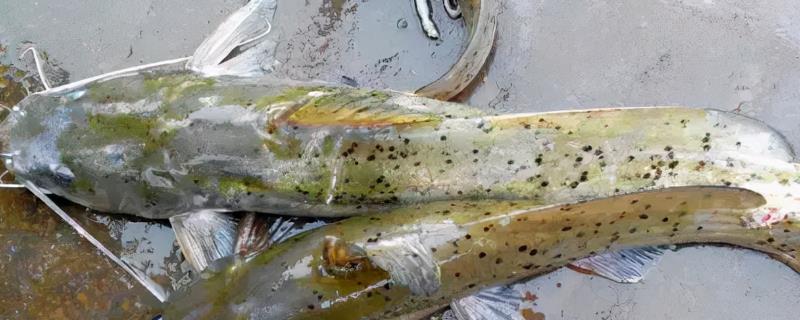 芝麻剑是什么鱼，是珍贵淡水鱼类，养殖数量少
