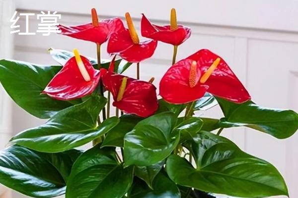 红掌和马蹄莲有什么区别，红掌是花烛属植物、马蹄莲是马蹄莲属植物