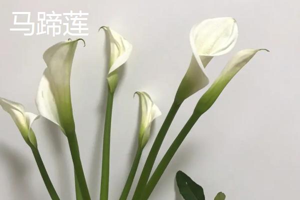 红掌和马蹄莲有什么区别，红掌是花烛属植物、马蹄莲是马蹄莲属植物