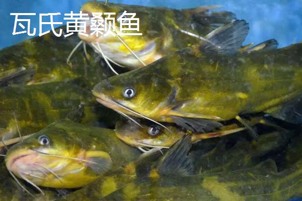 黄骨鱼幼苗喂什么食物，可提供桡足类、枝角类等饲料