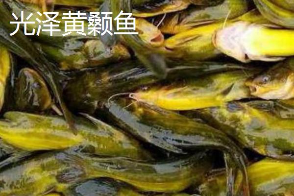 黄骨鱼幼苗喂什么食物，可提供桡足类、枝角类等饲料